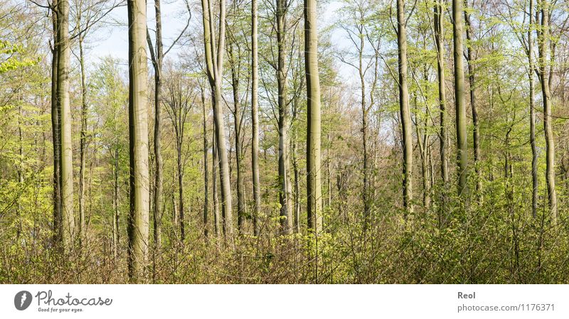 Im Wald Umwelt Natur Frühling Sommer Schönes Wetter Pflanze Baum Sträucher Grünpflanze Wildpflanze Buchenwald braun Baumstamm Farbfoto Gedeckte Farben