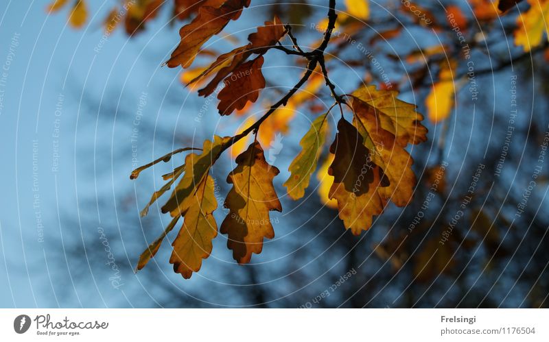 Herbstlicher Eichenzweig Pflanze Himmel Schönes Wetter Baum Blatt Grünpflanze Park Stimmung ästhetisch Ende Natur Farbfoto Außenaufnahme Detailaufnahme