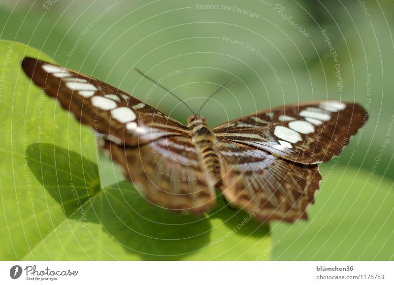 Sonnenanbeter Natur Pflanze Blatt Tier Wildtier Schmetterling Flügel Insekt Gliederfüßer beobachten Erholung fliegen sitzen warten außergewöhnlich elegant