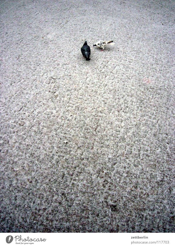 Tauben Vogel Feder Nachttopf Schnabel Strand Bürgersteig Schneedecke Winter kalt Verkehrswege täubchen ratten. luftratten ratten der luft federlesen kröpfchen