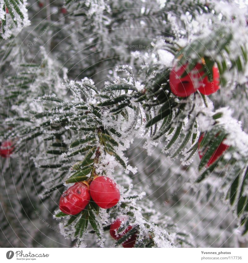 Taxus Winter Schnee weiß Tanne Tannennadel rot Vogelbeeren Nadelbaum Frucht Frost Eis Eiszeit Raureif gefroren Natur kalt Spaziergang Winterspaziergang Eibe