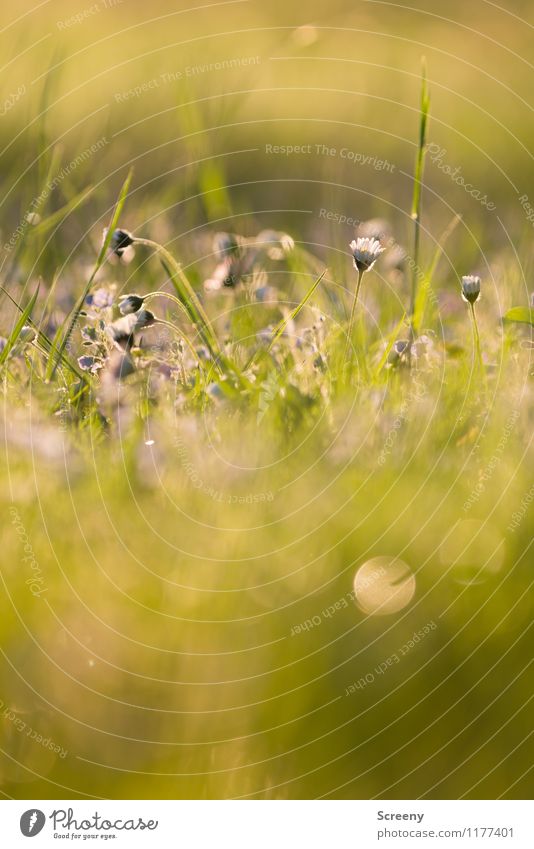 Märchenhaft | UT Köln Natur Pflanze Sonnenlicht Frühling Sommer Schönes Wetter Blume Gras Park Wiese Blühend Wachstum frisch klein Wärme gelb gold grün ruhig