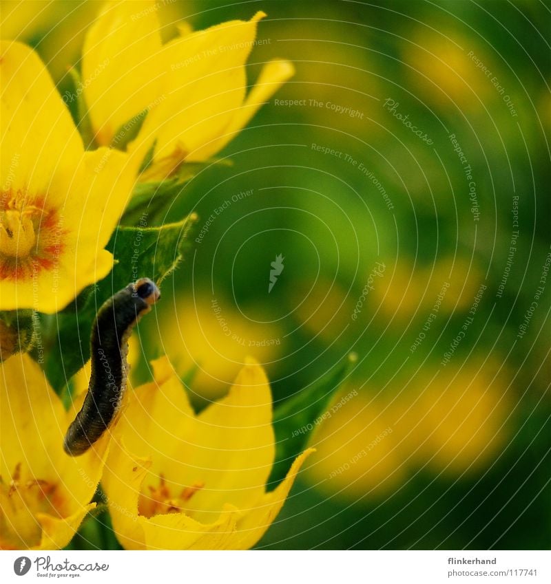 verkappter schmetterling Fressen Ernährung Schmetterling schön Insekt krabbeln mehrfarbig Blume Sommer Physik Unbeschwertheit gelb grün Pflanze Blüte