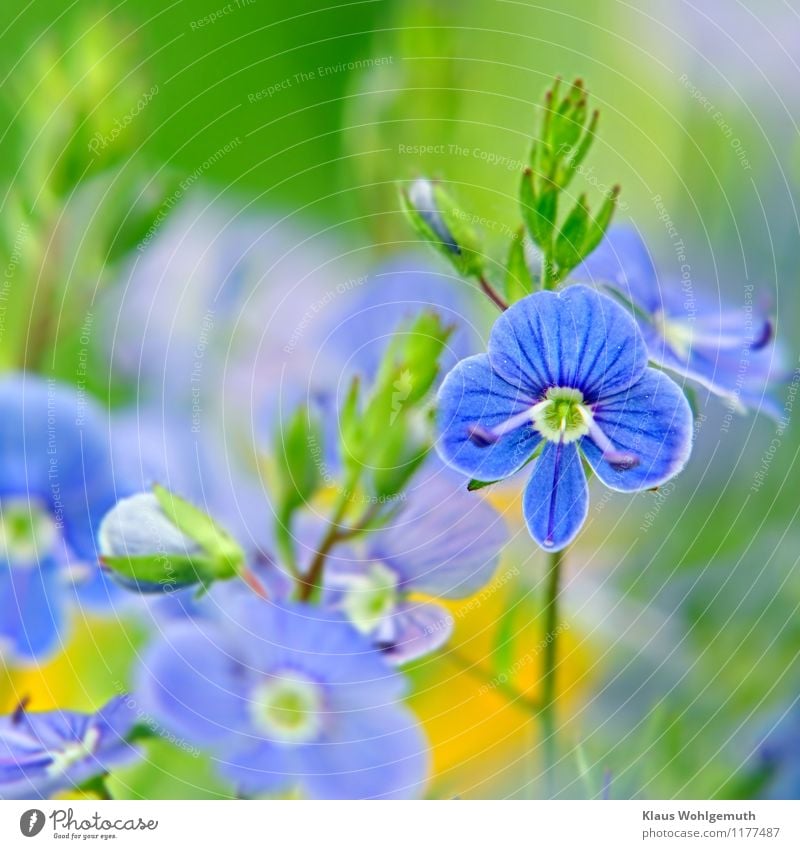 Kleine Kostbarkeit 7 ( Blue eyes) Umwelt Natur Pflanze Frühling Sommer Blume Wildpflanze Gamander-Ehrenpreis Wiese Blühend blau gelb grün weiß Blattknospe