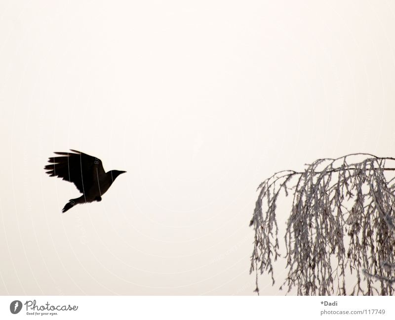 Krähe Rabenvögel schwarz dunkel Tier Baum grau Blatt Vogel Luft Nebel ausgestreckt Schnabel weich träumen Außenaufnahme Winter fliegen Kontrast Ast Natur