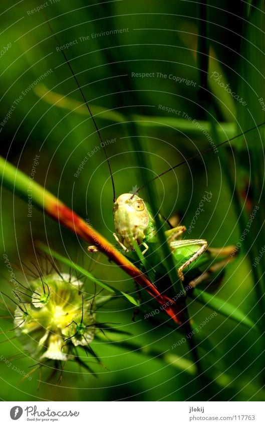 Flip grün Gras Stengel Blüte Pflanze Tier Salto Fühler Insekt springen Physik Sommer Frühling Jahreszeiten Wiese Feld Natur Heuschrecke Blühend Beine Wärme