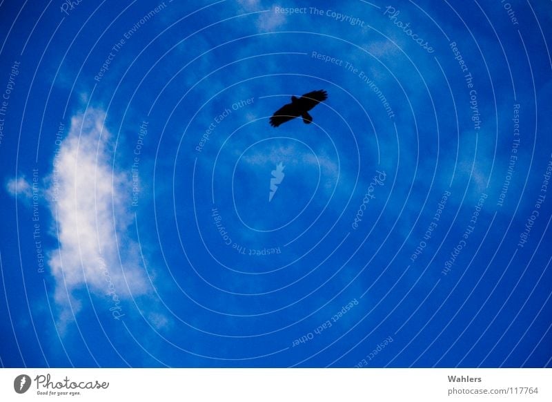 Luftige Höhen Vogel Wolken schlechtes Wetter schlagen Schwanz Feder weiß schwarz Schnabel Schweben Schwerelosigkeit Unendlichkeit Bird Flügel fliegen Air blau