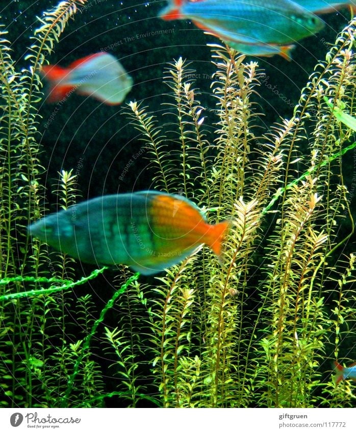 fischers fritzens prachtexemplare Fischer fangen Angeln Angelrute mehrfarbig Aquarium Algen dunkel nass Meer See Meerwasser tauchen Schnorcheln Tier