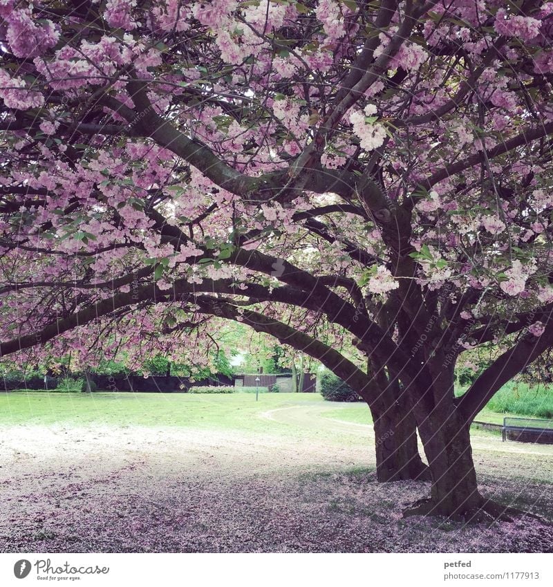 Frühling! Schönes Wetter Baum Blüte Park Blühend fallen Fröhlichkeit frisch schön grün rosa Frühlingsgefühle Warmherzigkeit Romantik Duft Idylle Natur Umwelt