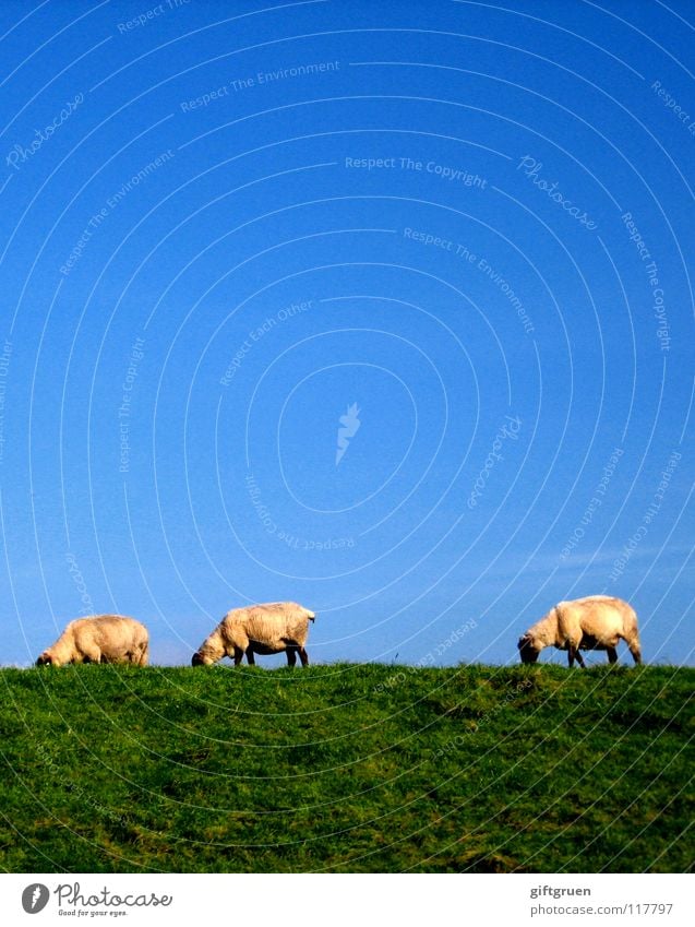 landschaftspflege Schaf Wolle Landschaftspflege Rasenmäher Wiese Gras grün weiß Fressen Deich Tier Säugetier Bekleidung rasenmähen blau Himmel Blauer Himmel