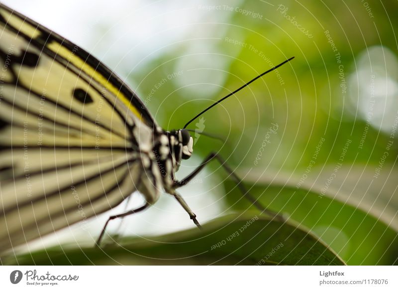 Schmettergage Tier Schmetterling 1 Gefühle Stimmung Zoomeffekt Detailaufnahme Natur Punkt blatt Fühler Auge Facettenauge Farbfoto Außenaufnahme