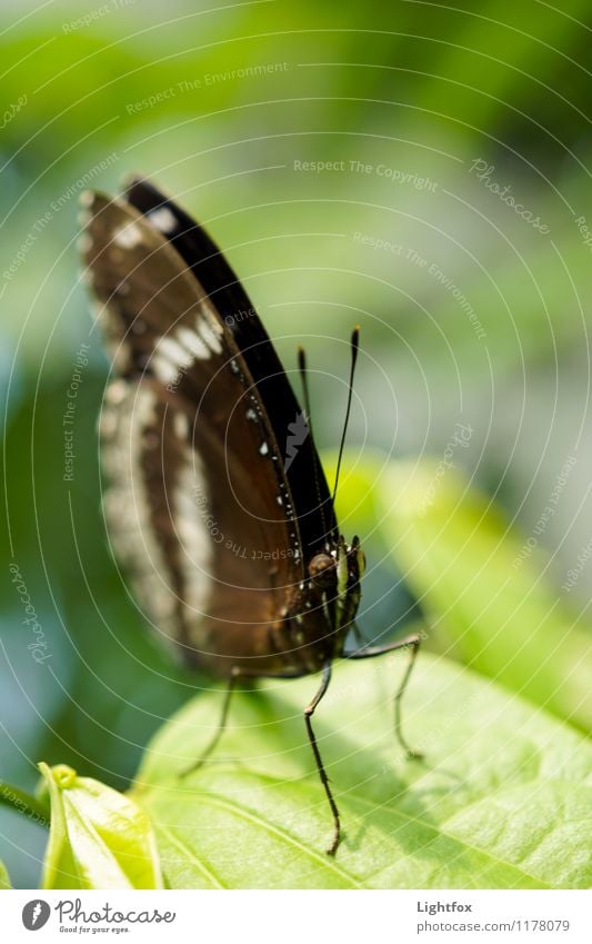 Schmettergage Schmetterling 1 Tier Präzision startbereit Fühler Butterfly Schädlinge Raupe verpuppen Farbfoto Außenaufnahme Tierporträt Blick in die Kamera