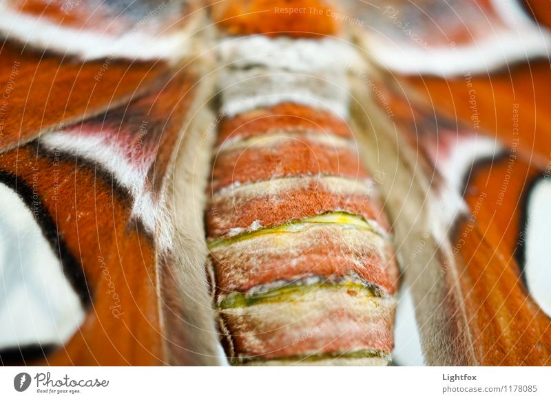 Alter Falter Tier Schmetterling 1 ästhetisch Tragfläche Flügel Körper Schuppen Fell Farbfoto Außenaufnahme Vogelperspektive