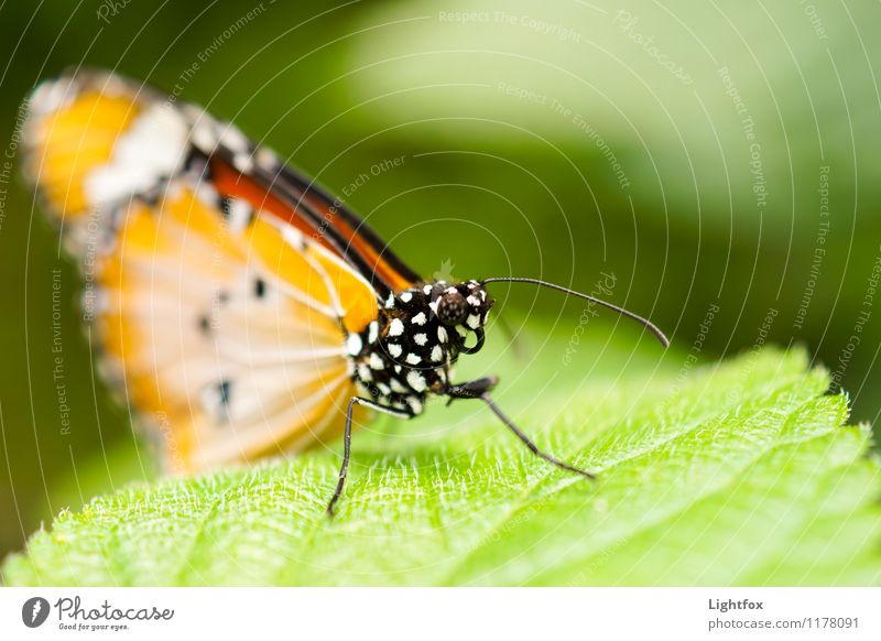 Dingsbums Schmetterling außergewöhnlich elegant exotisch positiv orange Blattgrün Leichtigkeit Rast Pause Blüte Nektar Fühler Rüssel schön Farbfoto