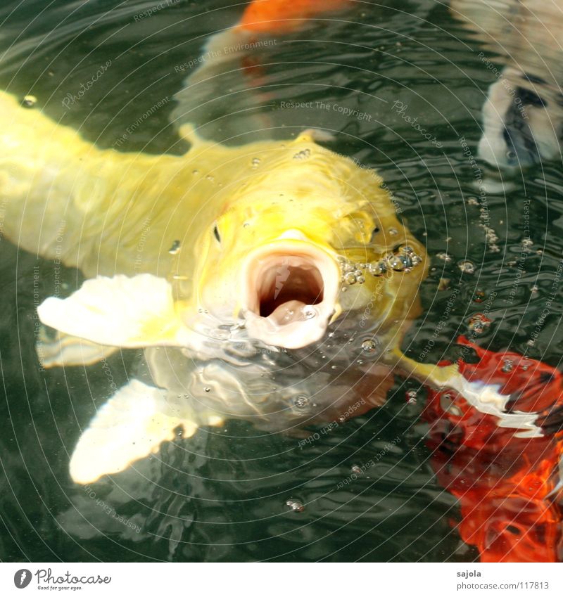 wirf!!! Farbfoto mehrfarbig Außenaufnahme Nahaufnahme Makroaufnahme Unschärfe Tierporträt Blick Blick nach vorn Fisch Wasser Teich Tiergesicht Schuppen Koi