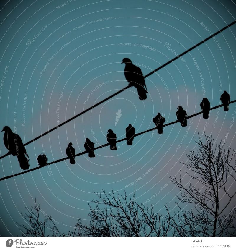 Neunundzwanzig Abakus schieben Vogel Stab Draht Herbst Himmel 29 Abacus rechnen zählen Leitung
