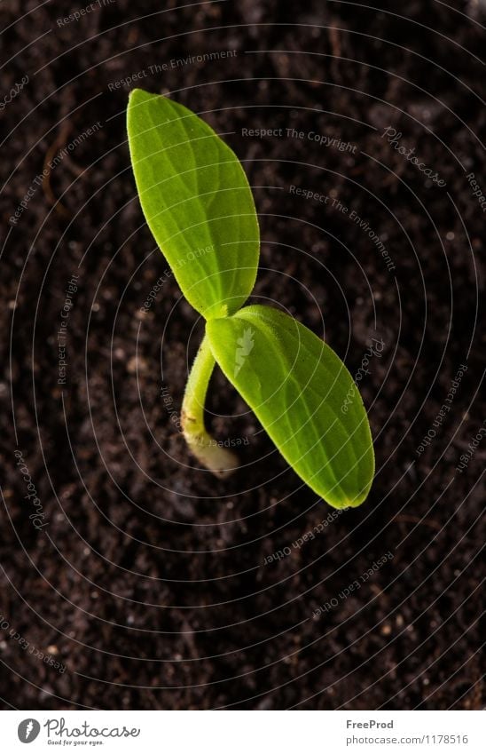 Wachsender Sämling-Frühling Gemüse Pflanze Erde Wassertropfen Blatt Tropfen Wachstum frisch grün Beginn Ackerbau Farbbild Textfreiraum Fokus auf den Vordergrund