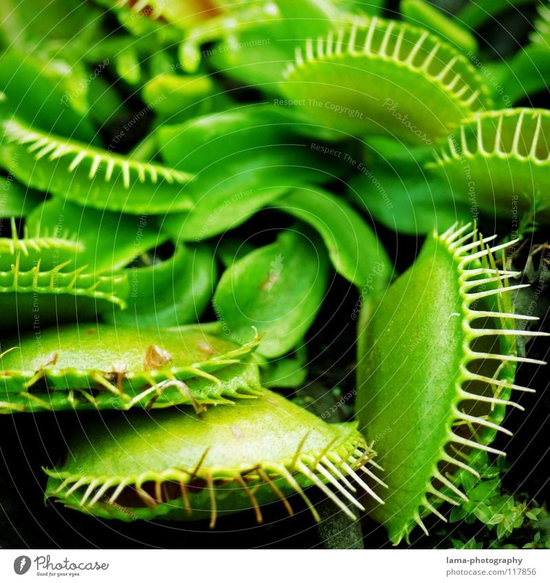 Klappe zu - Fliege tot Venusfliegenfalle Fleischfresser Pflanze grün Grünpflanze Blatt Blüte Fressen gefährlich trügerisch Verdauungsystem Blume Borsten fangen