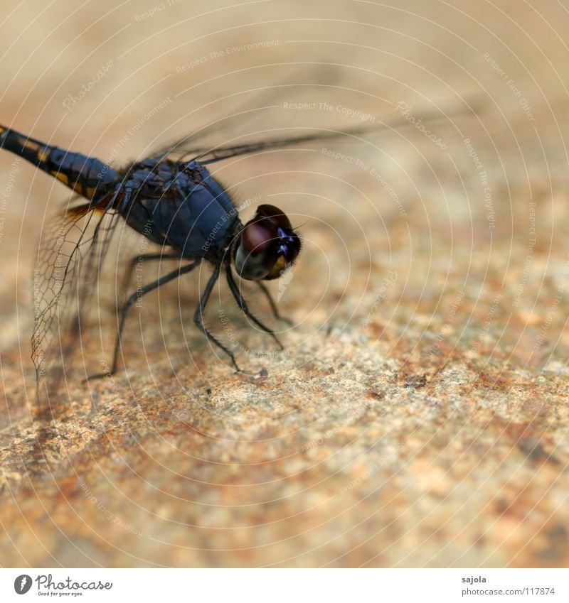 schwarzer sonnenzeiger Tier Tiergesicht Flügel Libelle Insekt Auge Facettenauge 1 Stein beobachten warten dünn blau violett Asien Singapore Blick Schutz