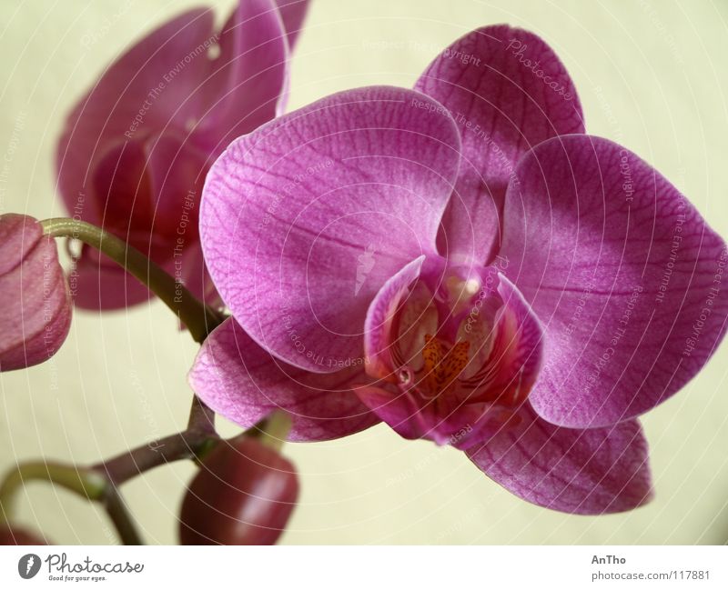 Orchidee rosa Blüte Makroaufnahme Nahaufnahme Blütenknospen