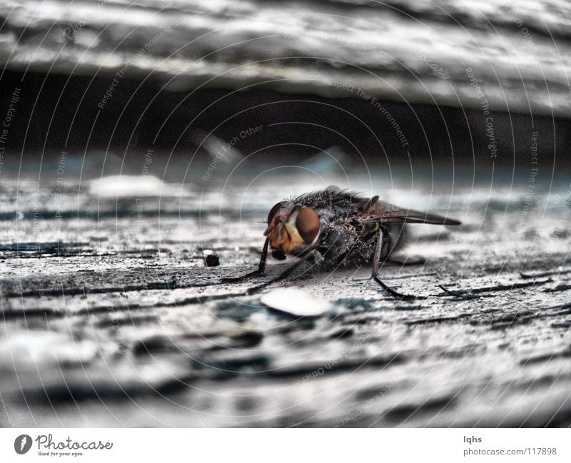 Dirty fly Zoomeffekt Makroaufnahme Schiffsbug Fly dirty insects trashig Mikrofon