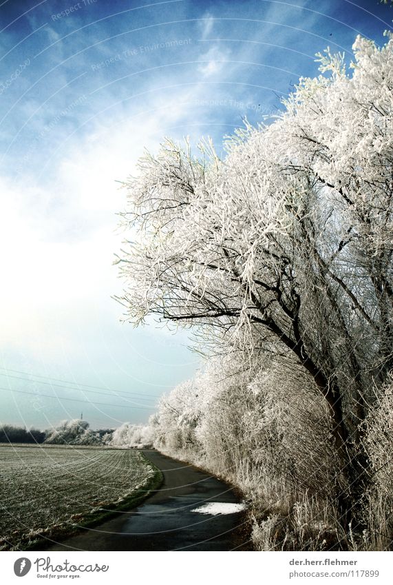 arktis aufm fahrradweg Baum Sträucher Feld Speyer Nebel gefroren Asphalt Beton Wolken kalt Wege & Pfade prüftze Eis Schnee Himmel Raureif