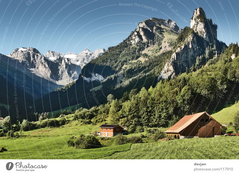 Postkartenidylle Schweiz massiv Baum Wiese Gras Kanton Uri Ferien & Urlaub & Reisen Sommer Luft Wohlgefühl Landwirtschaft Berge u. Gebirge Felsen Schnee
