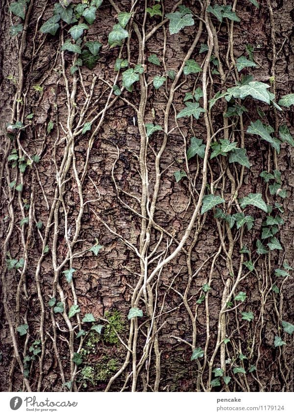 verschlungene pfade Natur Urelemente Frühling Pflanze Baum Wald Zeichen Erfolg grün Paar Kontakt Leben Zusammenhalt Efeu Baumrinde Baumstamm festhalten Ranke