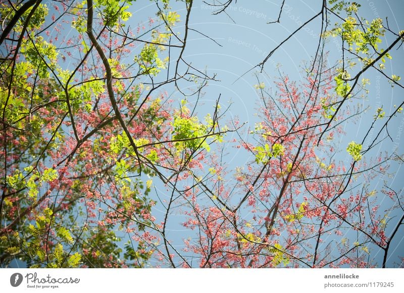 Frühling im Regenwald Umwelt Natur Pflanze Schönes Wetter Baum Blatt Blüte Wildpflanze exotisch Wald Urwald Blühend Wachstum blau grün rosa sprießen