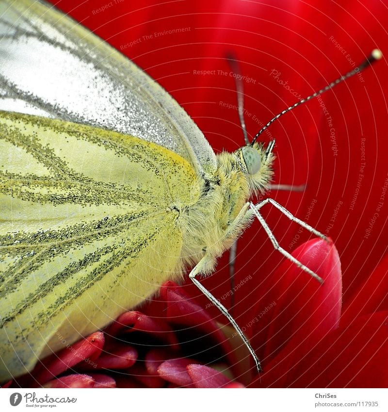 Rapsweißling; auf Rot angerichtet Weißlinge Sommer Frühling Schmetterling Insekt rot Blüte bestäuben flattern Flugtier Tier Fühler Nordwalde Makroaufnahme