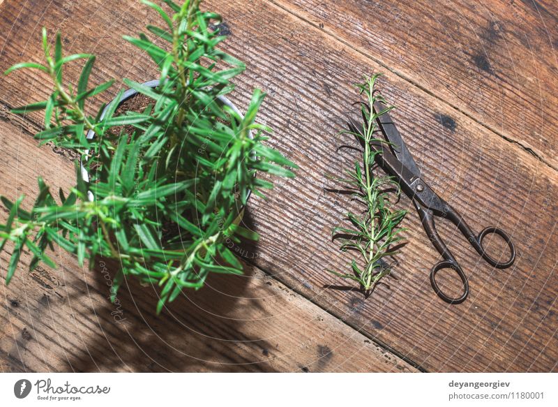 Rosmarinzweige auf Holz Kräuter & Gewürze Natur Pflanze Blatt frisch grün weiß Zweig Lebensmittel Zutaten Gesundheit Haufen Kräuterbuch Ast roh organisch