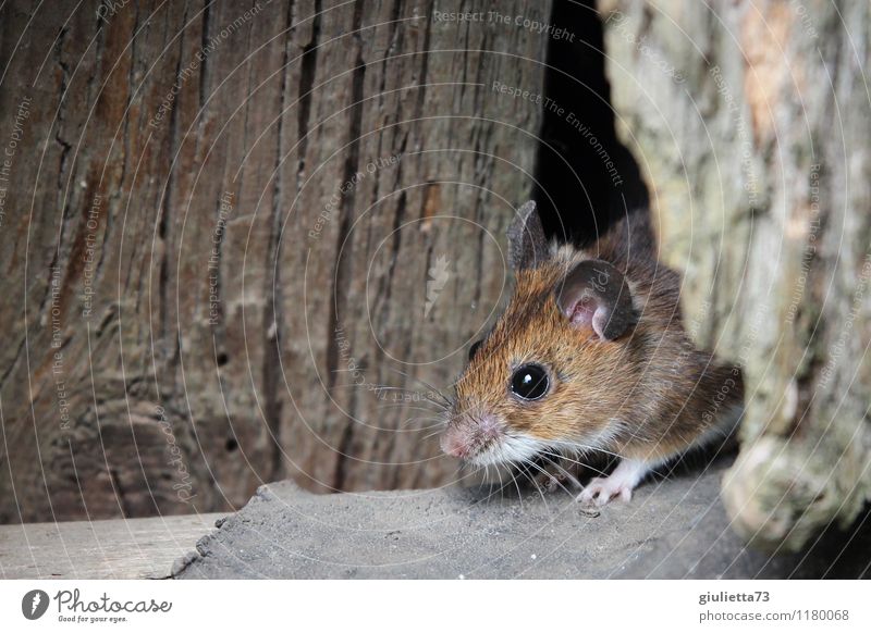 Maus, pass auf! Wildtier Waldmaus Gartenmaus 1 Tier Lagerschuppen Scheune Holz beobachten hören Blick frech schön klein listig Neugier niedlich braun
