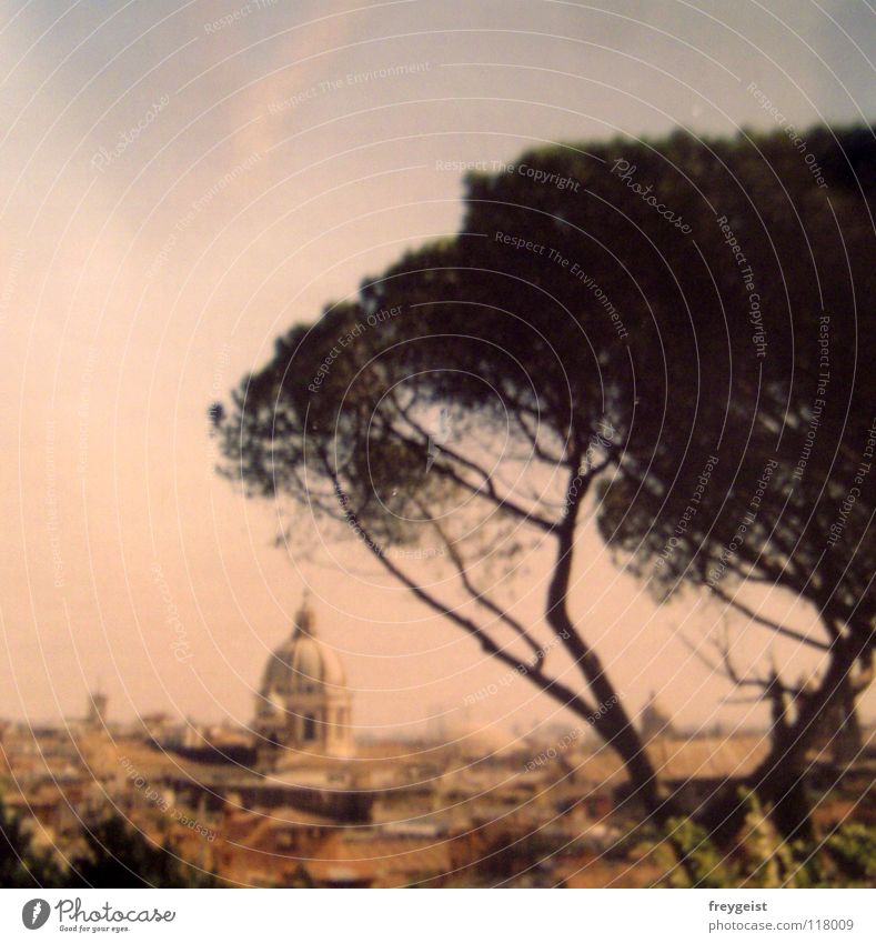 Rom 2003 (Back to the Quadrat) Italien Baum Kuppeldach Stadt Physik heiß Ferien & Urlaub & Reisen Europa Vatikan Kultur Kunst historisch abschlussfahrt Dom