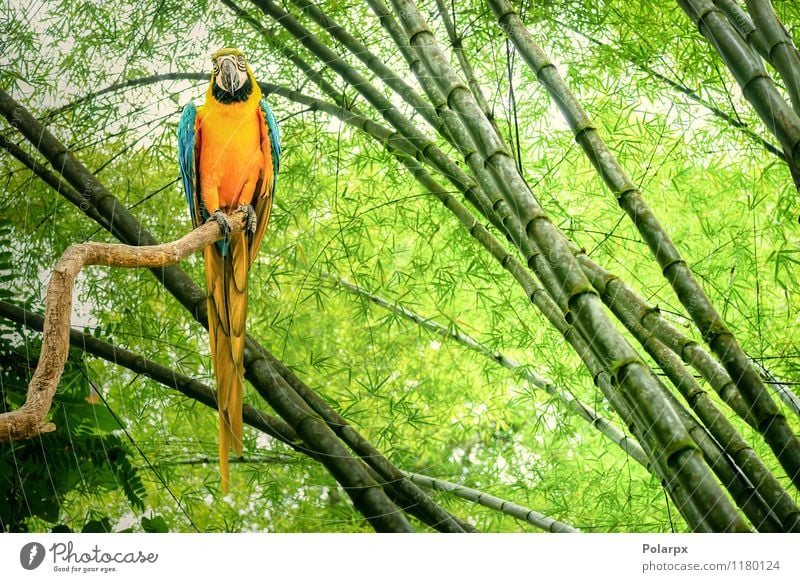 Papagei in einem Regenwald exotisch schön Leben Safari Zoo Natur Tier Urwald Haustier Vogel hell natürlich niedlich wild blau gelb grün Farbe Bambus Ast Brühe