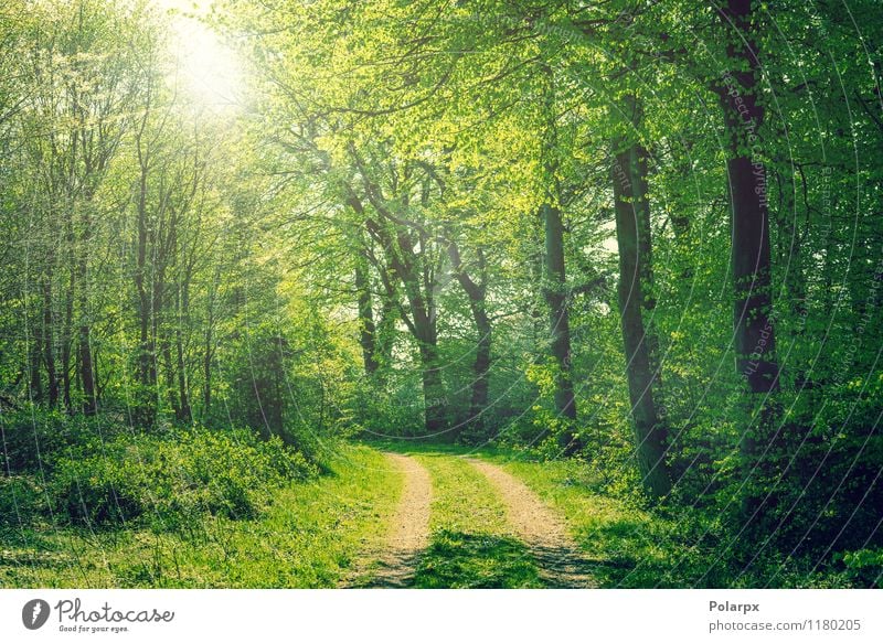 Wald im Frühling schön Sommer Sonne Umwelt Natur Landschaft Pflanze Herbst Baum Blatt Park Straße Wege & Pfade hell natürlich grün Farbe Buchsbaum Jahreszeiten