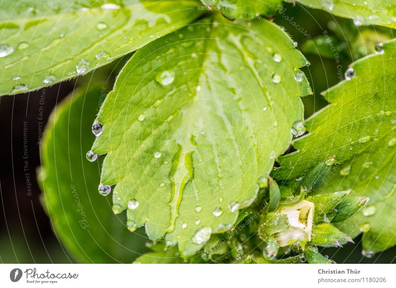 Blätter im Regen Gesundheit Gesundheitswesen Wellness Leben harmonisch Wohlgefühl Zufriedenheit Erholung ruhig Meditation Umwelt Natur Pflanze Tier Wasser