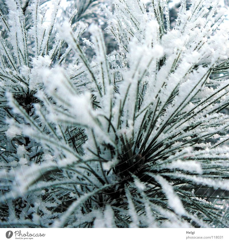 Raureif an Kiefernadeln Winter Dezember Januar Februar frieren gefroren kalt Eiskristall Winterwald Baum Pflanze lang dünn grün weiß glänzend braun Unschärfe
