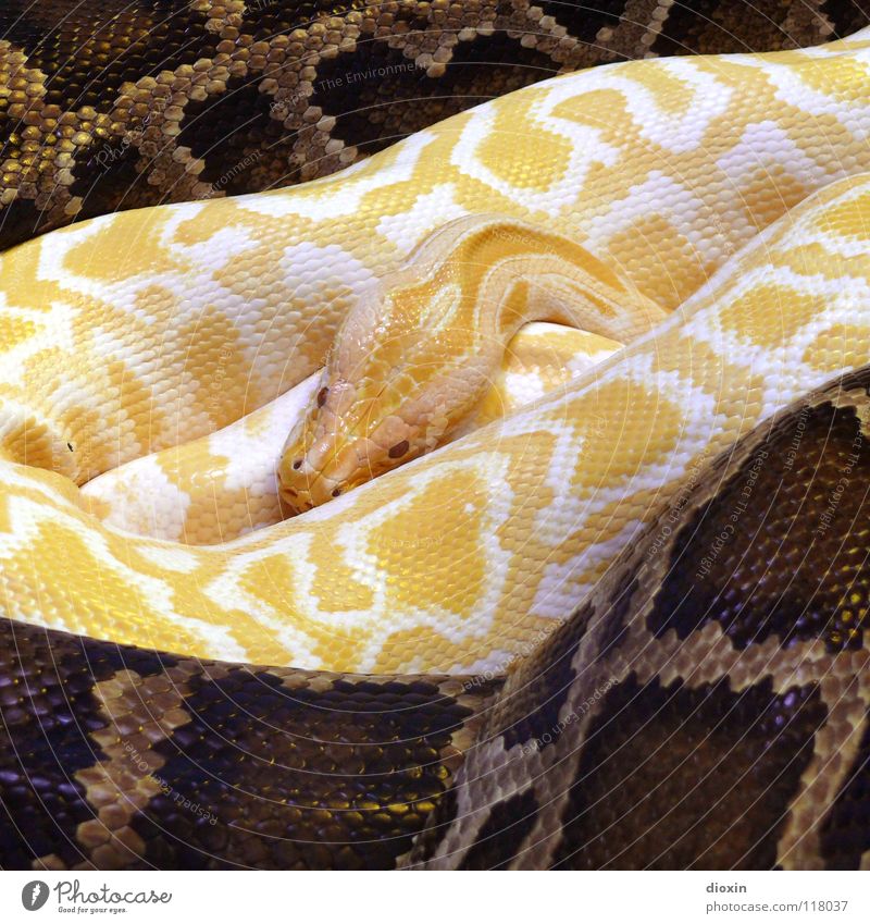 Python molurus - Albino (3) Farbfoto Innenaufnahme Muster Kunstlicht Kontrast Tierporträt Wärme Schlange 2 außergewöhnlich bedrohlich exotisch braun gelb