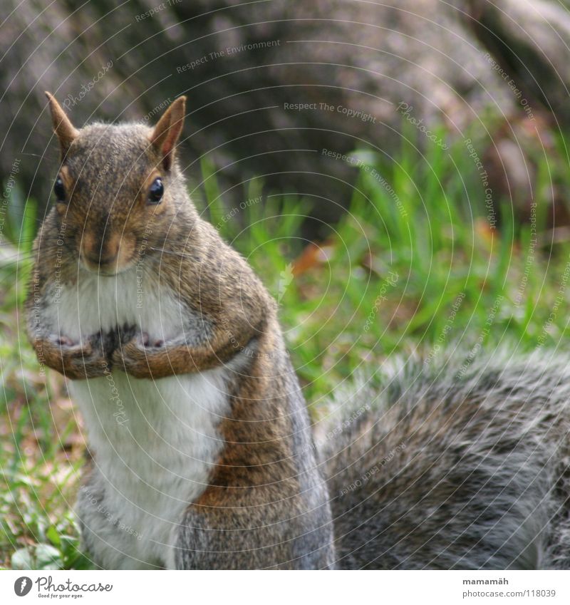 Lieblingstier: Eichhörnchen! Teil 1 Pfote buschig süß klein niedlich Baum Wiese Gras Toronto Park Geschwindigkeit braun Fell Nagetiere Säugetier squirrel
