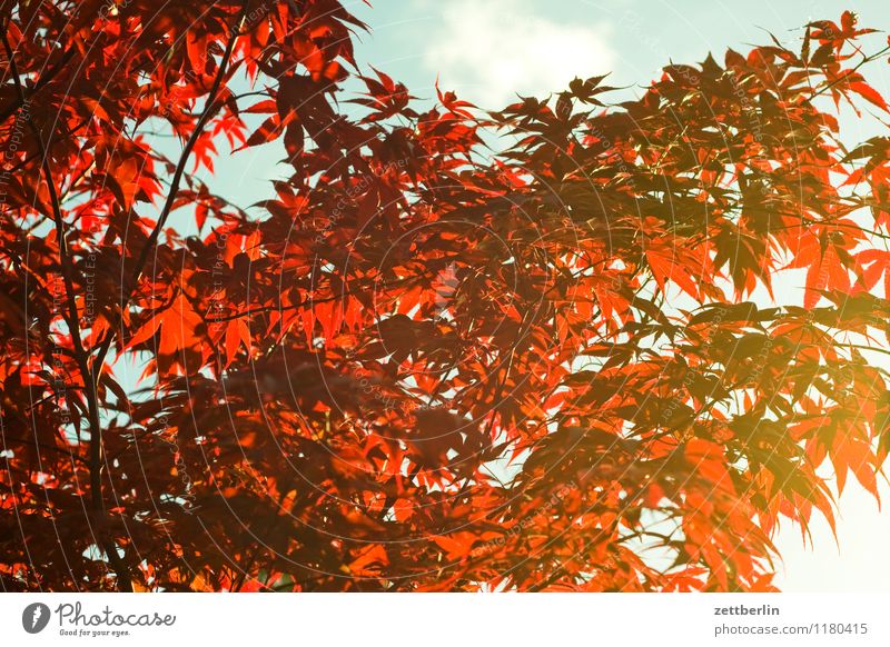 Rote Blätter Frühling Garten Natur Pflanze Schrebergarten Wachstum Baum Sträucher Ast Zweig Blatt Sonne Abendsonne Hintergrundbild Strukturen & Formen Muster