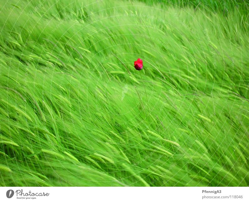 Mohnblume rot Einsamkeit Wind Natur Getreide Wieße Kontrast