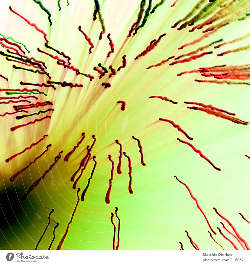 Blüte Licht Lichtspiel Lichterkette Stativ Langzeitbelichtung Strahlung Kurve Bilanz Statistik Verlauf Spuren tief Geschwindigkeit kreisen Konjunktur