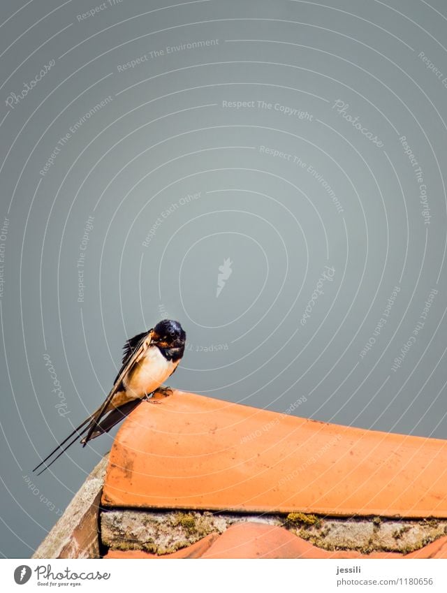 .. rausputz Vogel Flügel 1 Tier Sauberkeit orange schwarz weiß Philomela Rauchschwalbe Reinigen Schwalbenschwanz Anzug Frack Dachfirst Ziegeldach Scheune Feder