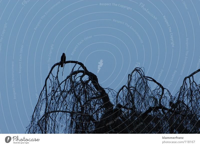Der Einsame Rabenvögel Baum Einsamkeit Trauer Blatt Laubbaum Krähe Winter kalt gefroren erfrieren Park Gemälde Wolken grau schwarz weiß Am Rand Sträucher Vogel
