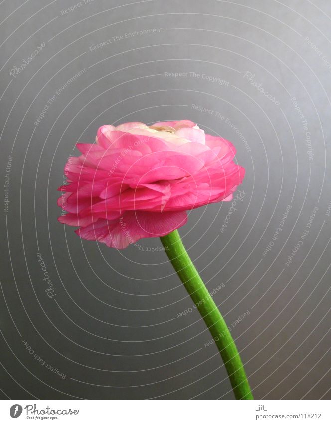 ranunkel Blume zart Kraft rein sehr wenige Leben knallig rosa grün grau schön Trollblume _jil_
