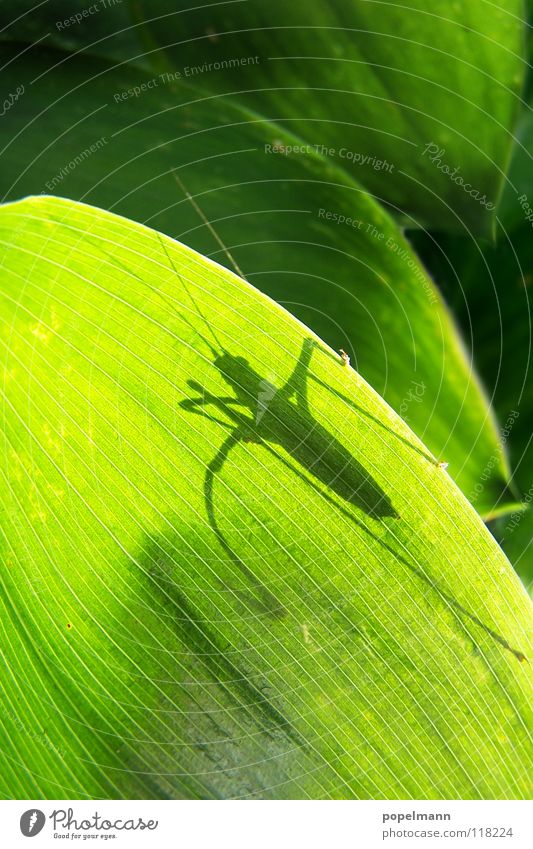 grashopper grün Insekt Sommer Tier Heuschrecke Schatten Natur