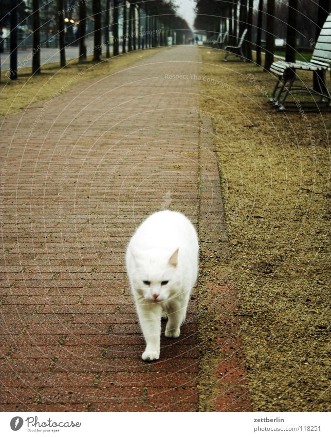Katze Haustier Bürgersteig Promenade Allee Baum weiß Fell Horizont Angriff Pelztier Tier Säugetier Verkehrswege Vertrauen haukatze katzenallergie allergisch