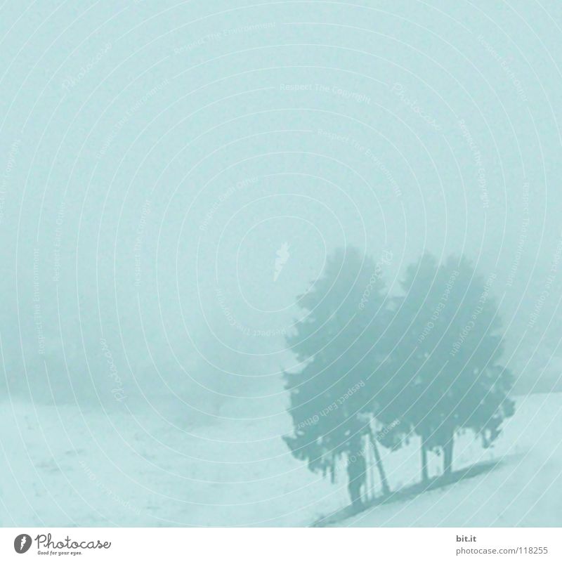 BLACK FOREST BLUES Tanne 2 Nebel grau Blues Winter Winterstimmung kalt Skigebiet Ferien & Urlaub & Reisen Winterurlaub Schwarzwald Baum Himmel eigenwillig