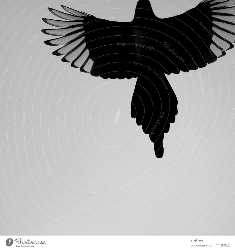 Rise of the PHOENIX Vogel Elster schwarz weiß Aerodynamik Herbst kalt ruhig Einsamkeit Feder Dieb entwenden Rabenvögel auferstehen Schwanz Krähe Kraft
