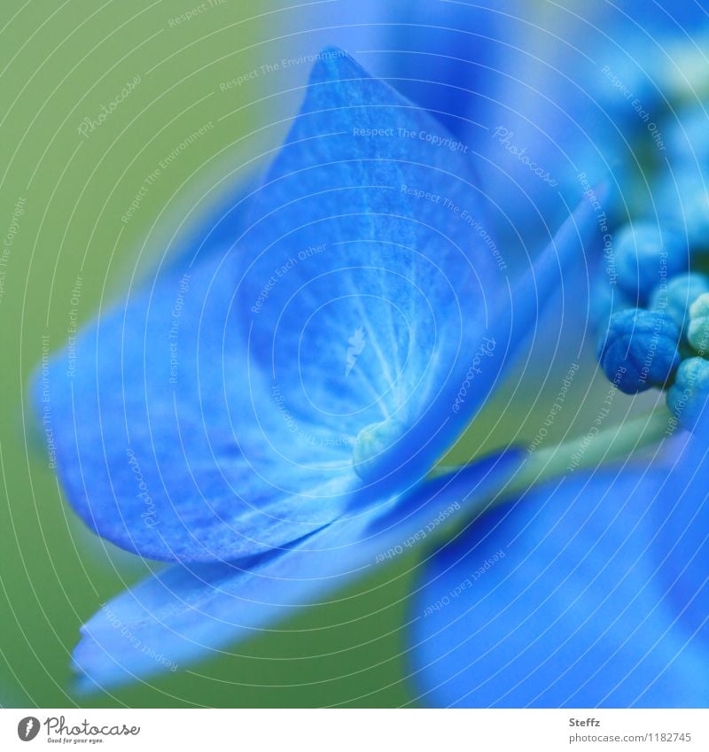 blau blüht die Hortensie blaue Hortensie Hortensienblüte blühende Hortensie blaue Blume Hortensienknospen Hydrangea Gartenhortensie Blütenknospen Juli